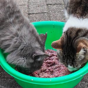 Sponsor a Cat