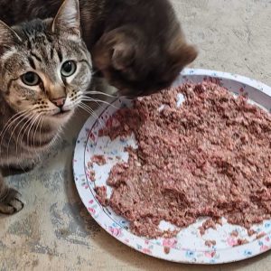 Pet Food